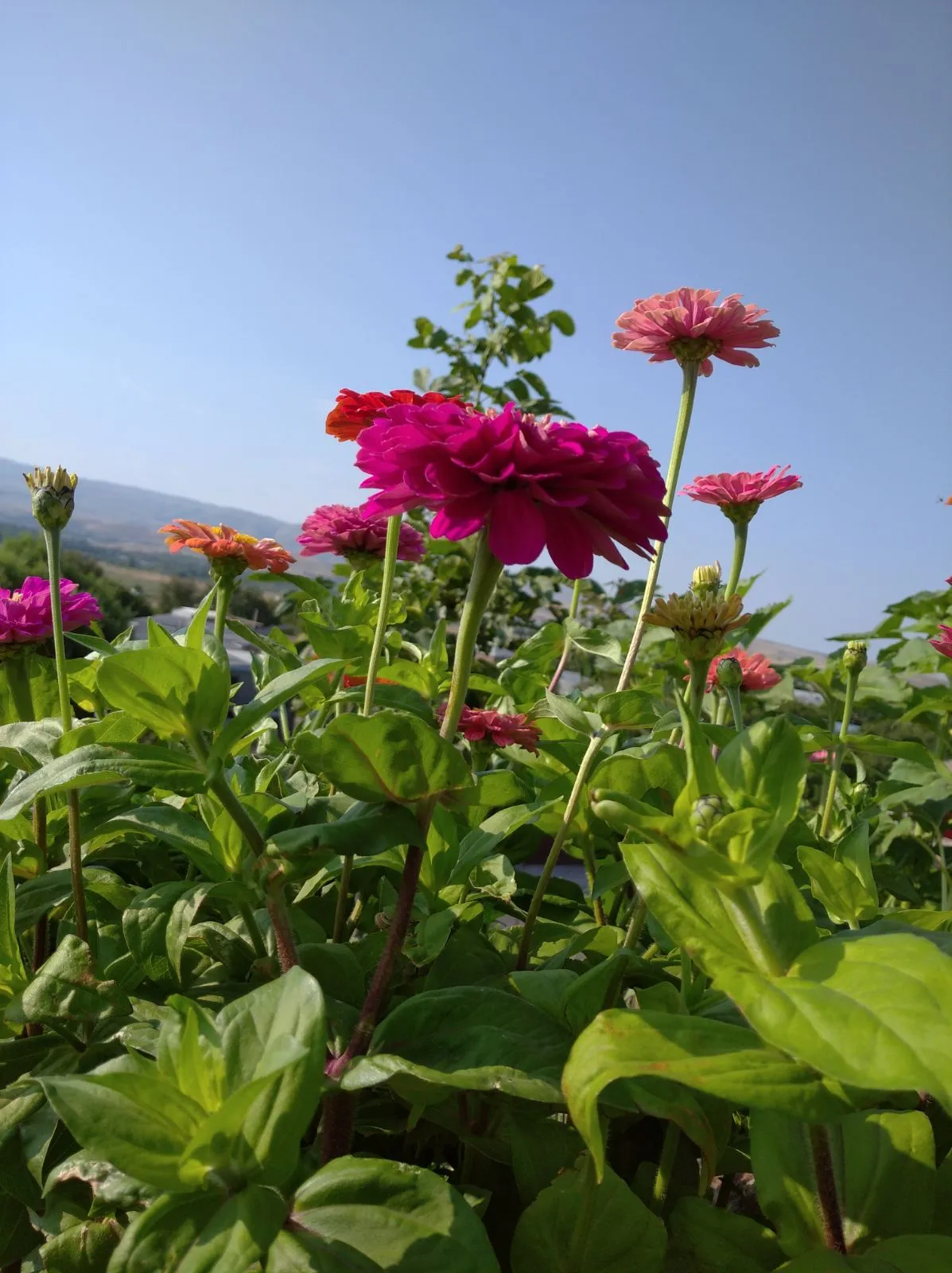 И снова 🌸🌺🌻🌹🌷🌼💐 #4