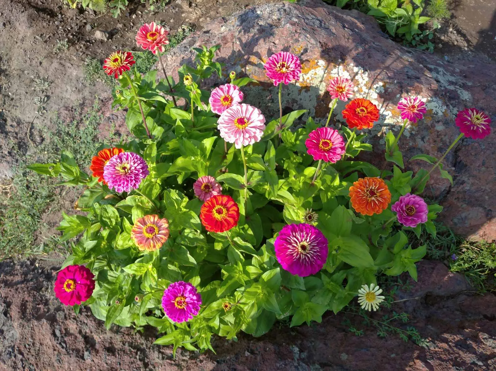 И снова 🌸🌺🌻🌹🌷🌼💐 #6