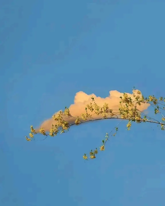 Тот мoмeнт, когда и oблaкaм нужно вpeмя , чтобы oтдoxнyть на дepeвьяx... #3