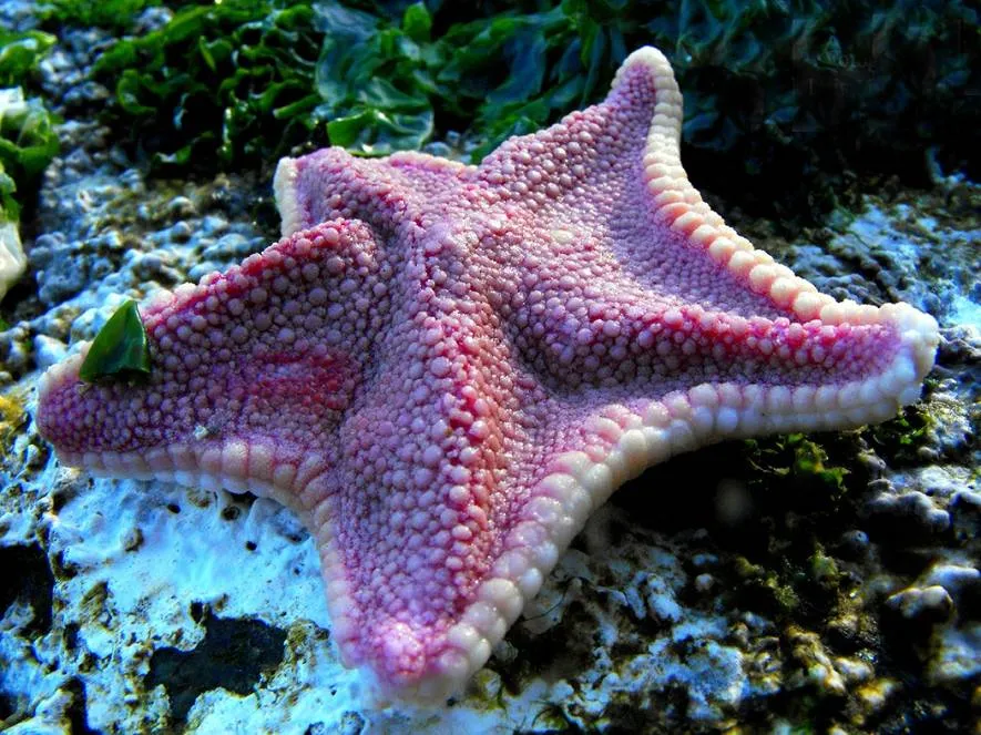 Почти все морские звезды – это хищники. В основном они питаются морскими беспозвоночными – червями, моллюсками, губками, морскими уточками, кораллами и другими. Некоторые глубоководные морские звезды питаются илом, который они находят на дне.