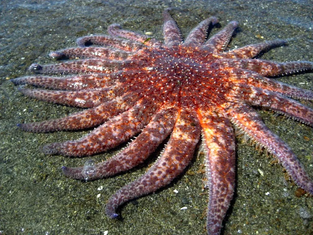 Морская звезда-подсолнух, или пикноподия (лат. Pycnopodia helianthoides)