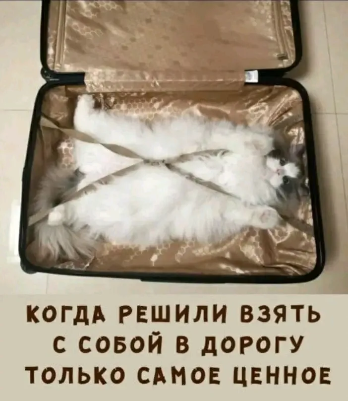 Сегодня Всемирный день кошек #2