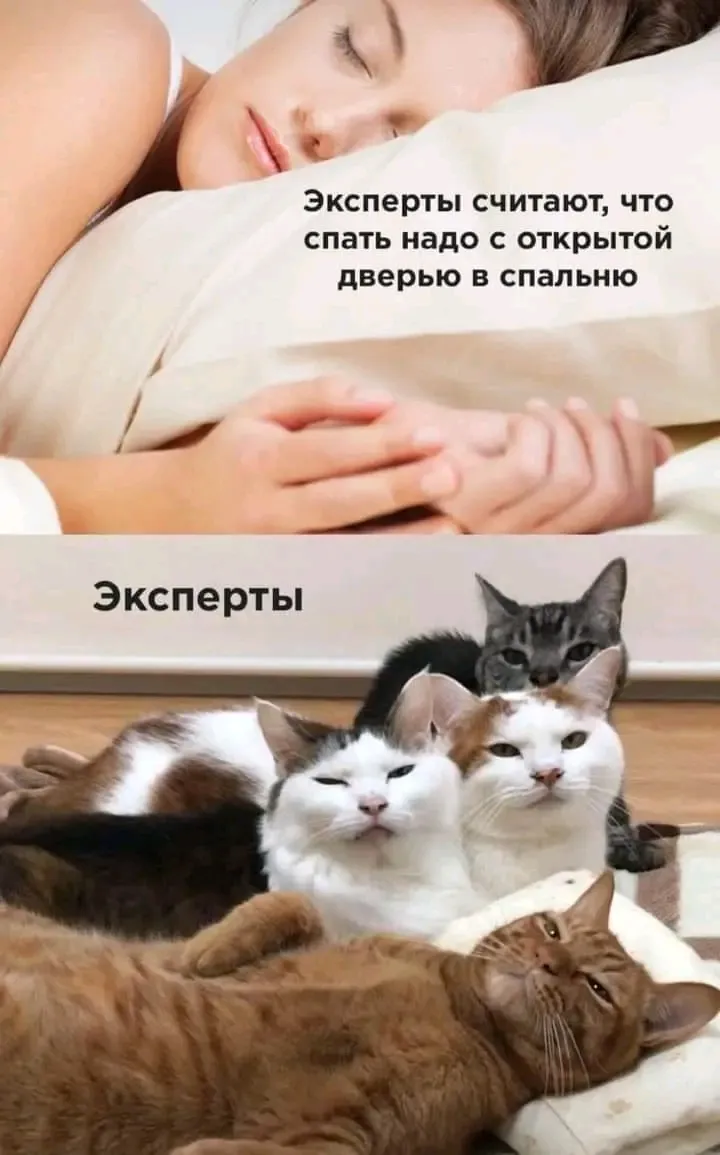 Сегодня Всемирный день кошек #3