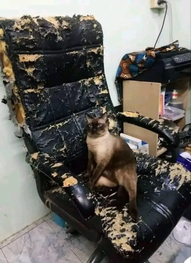 Дизайнерское кресло с автором 🤣