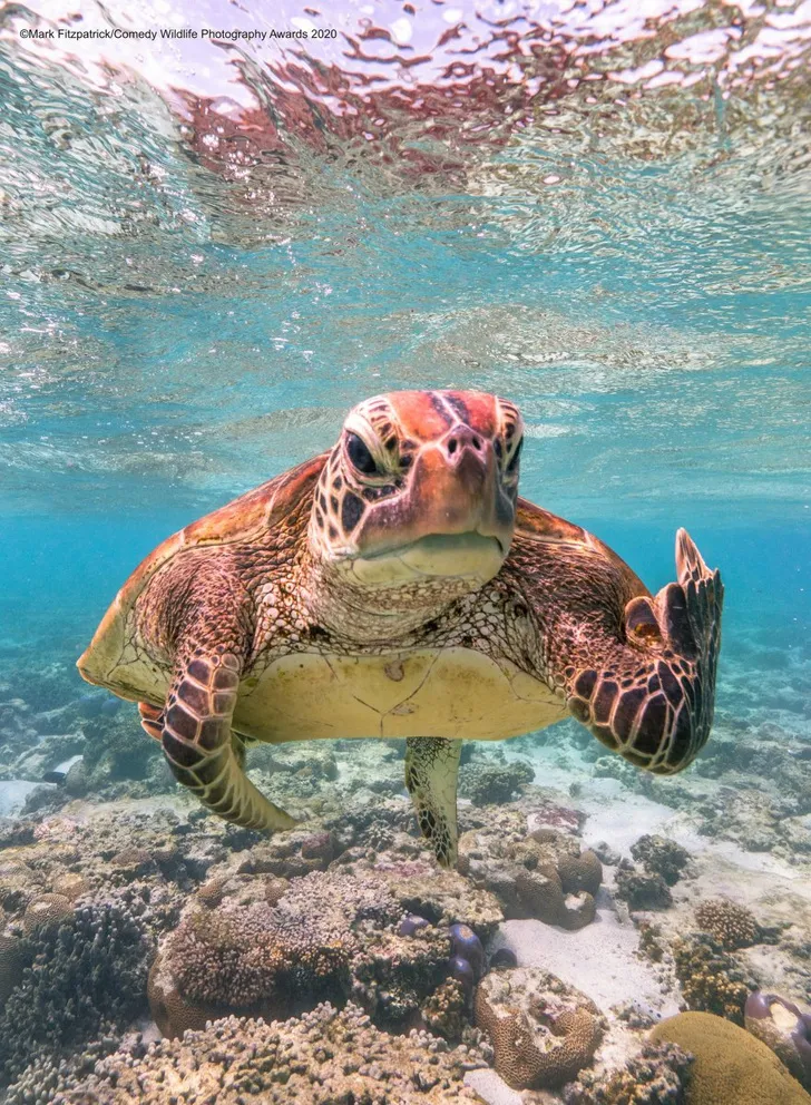 Самые смешные снимки животных в дикой природе за всю историю фотоконкурса Comedy Wildlife Photography Awards #1