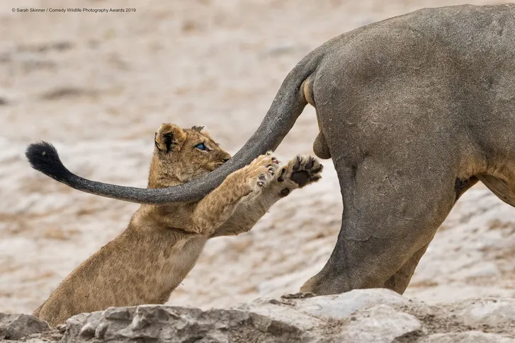 Самые смешные снимки животных в дикой природе за всю историю фотоконкурса Comedy Wildlife Photography Awards #2