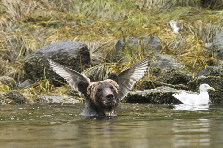 Самые смешные снимки животных в дикой природе за всю историю фотоконкурса Comedy Wildlife Photography Awards #3