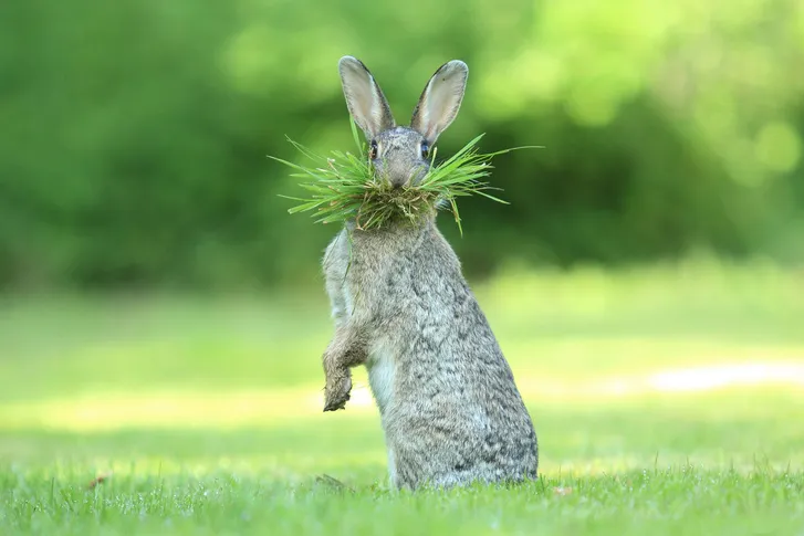 Самые смешные снимки животных в дикой природе за всю историю фотоконкурса Comedy Wildlife Photography Awards #4