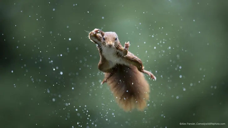 Самые смешные снимки животных в дикой природе за всю историю фотоконкурса Comedy Wildlife Photography Awards #6
