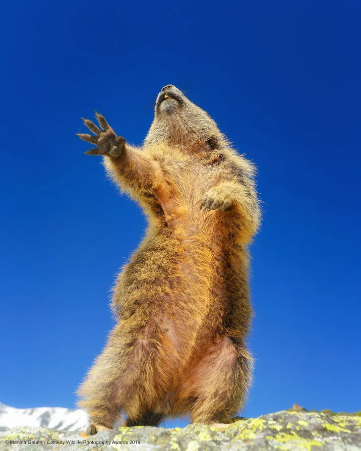 Самые смешные снимки животных в дикой природе за всю историю фотоконкурса Comedy Wildlife Photography Awards #7
