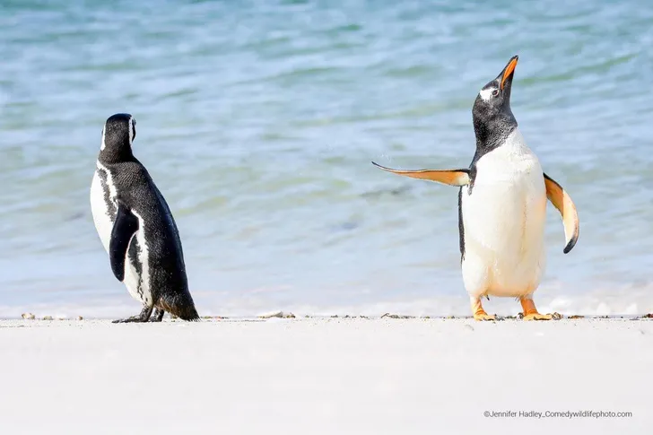 Самые смешные снимки животных в дикой природе за всю историю фотоконкурса Comedy Wildlife Photography Awards #9