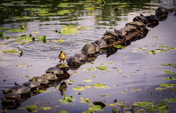Самые смешные снимки животных в дикой природе за всю историю фотоконкурса Comedy Wildlife Photography Awards #11