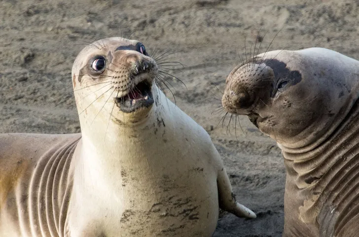 Самые смешные снимки животных в дикой природе за всю историю фотоконкурса Comedy Wildlife Photography Awards #12