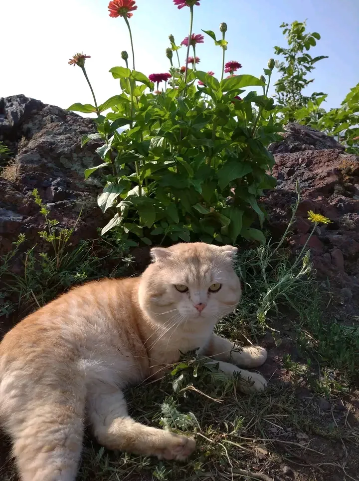 Кот Рыжик. Невероятный добряк. 