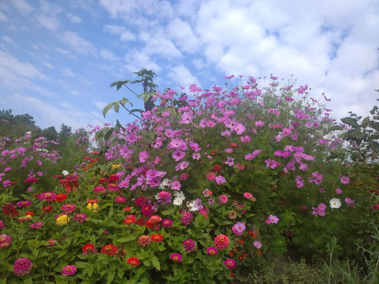 Вот такие очаровательные цветы🌸🌺🌻🌹🌷🌼💐 #1
