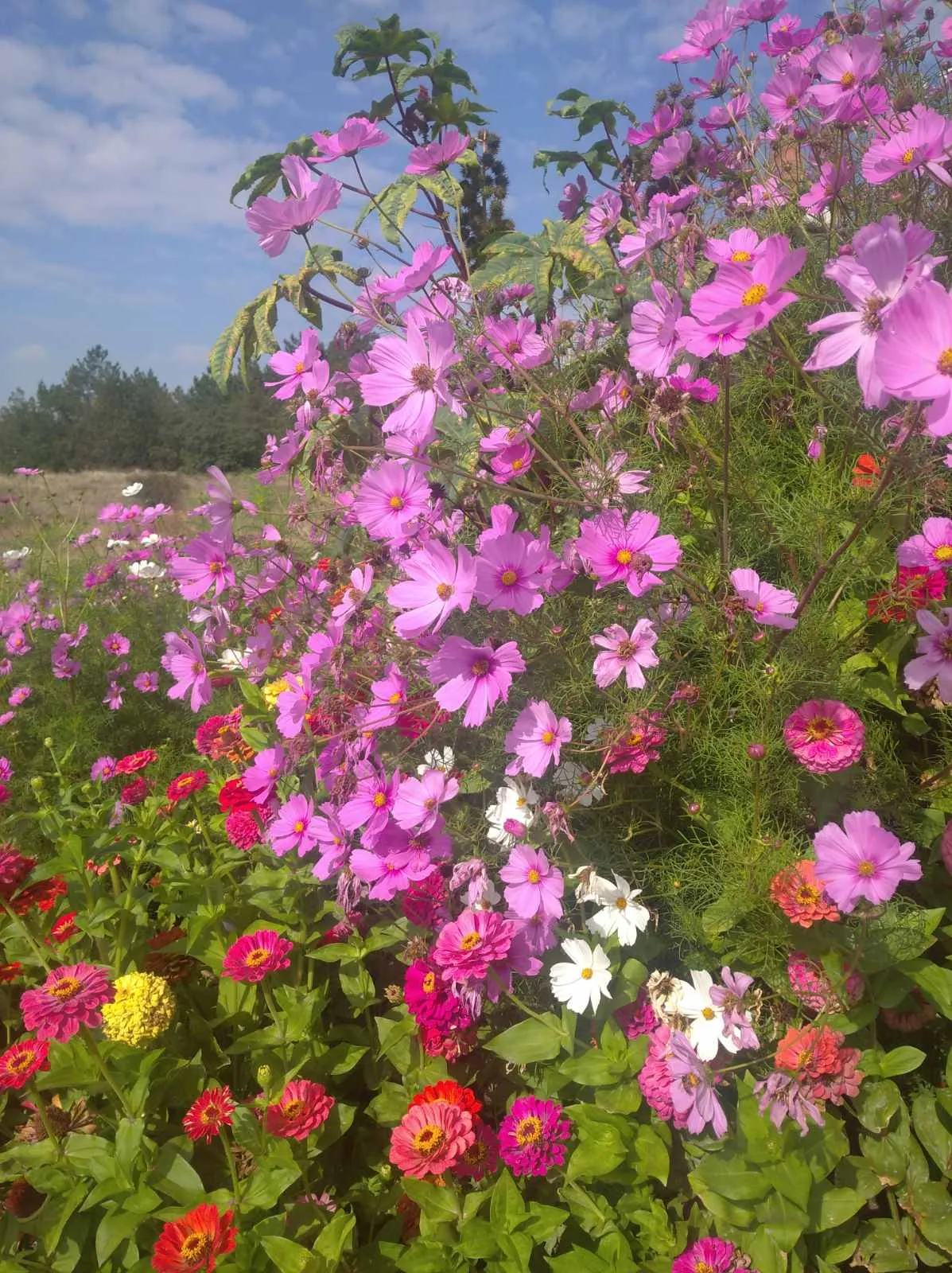 Вот такие очаровательные цветы🌸🌺🌻🌹🌷🌼💐 #2