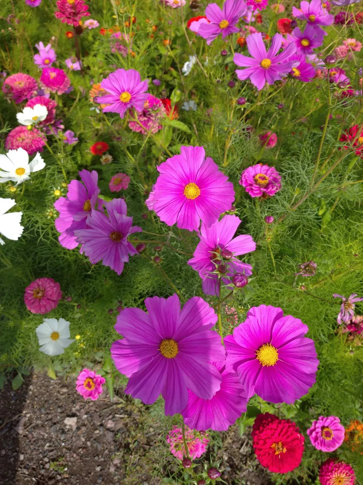 Вот такие очаровательные цветы🌸🌺🌻🌹🌷🌼💐 #3
