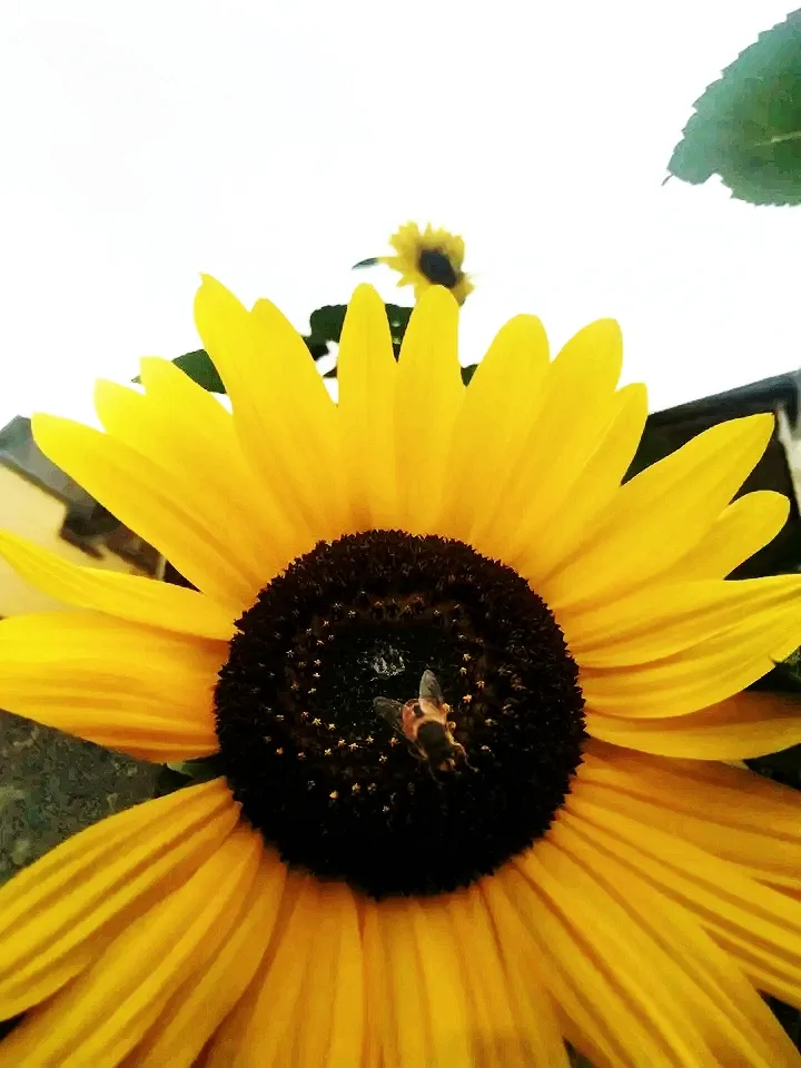 🌻🌻🌻🌻🌻 #1