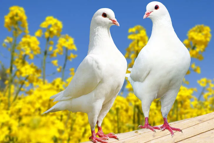 Почему мы не видим птенцов голубей 🕊 #2