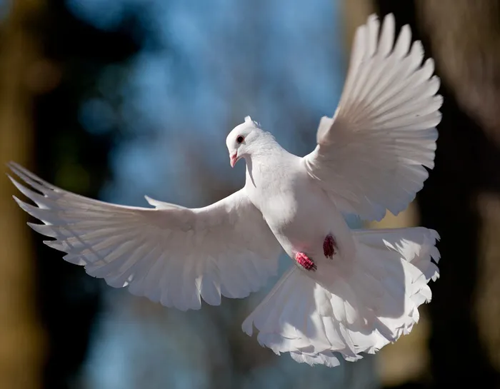 Почему мы не видим птенцов голубей 🕊 #3