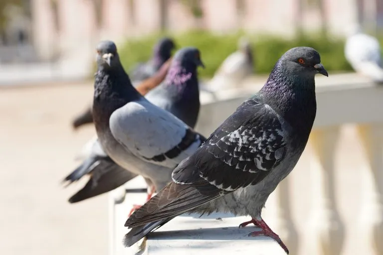 Почему мы не видим птенцов голубей 🕊 #4