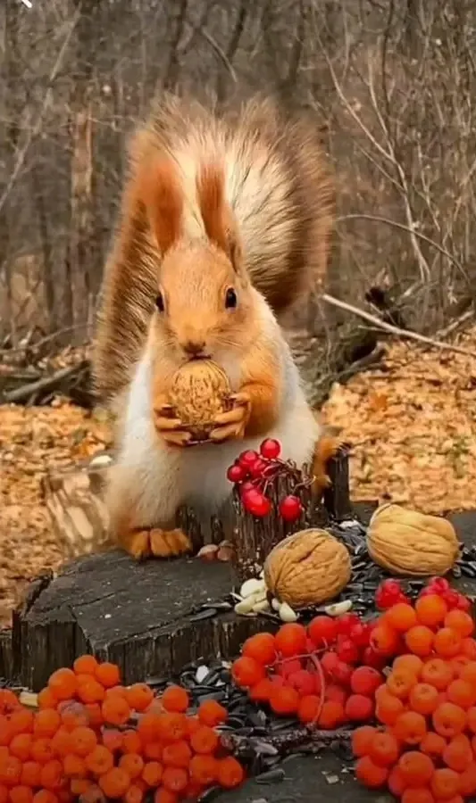 🐿🐿🐿 #1