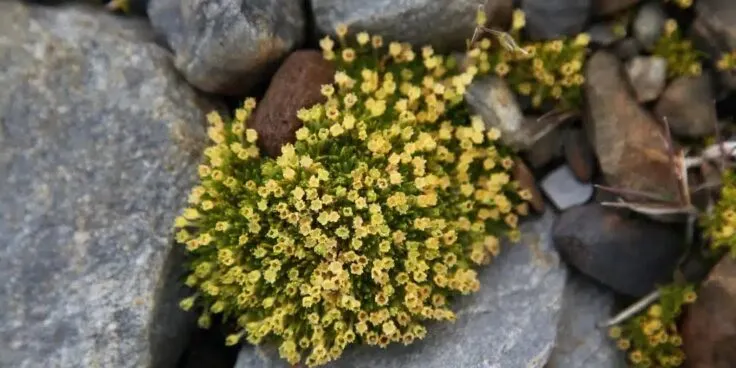 Колобантус кито (Colobanthus quitensis), который уже процветает в Антарктиде. 