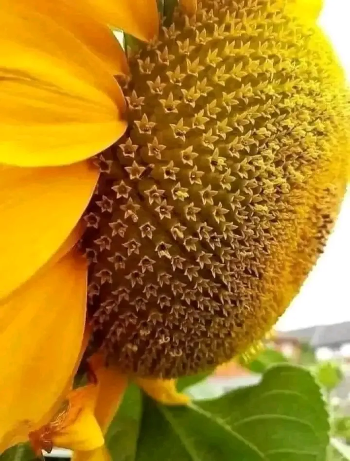 Полезная культура) 🌻🌻🌻 #2