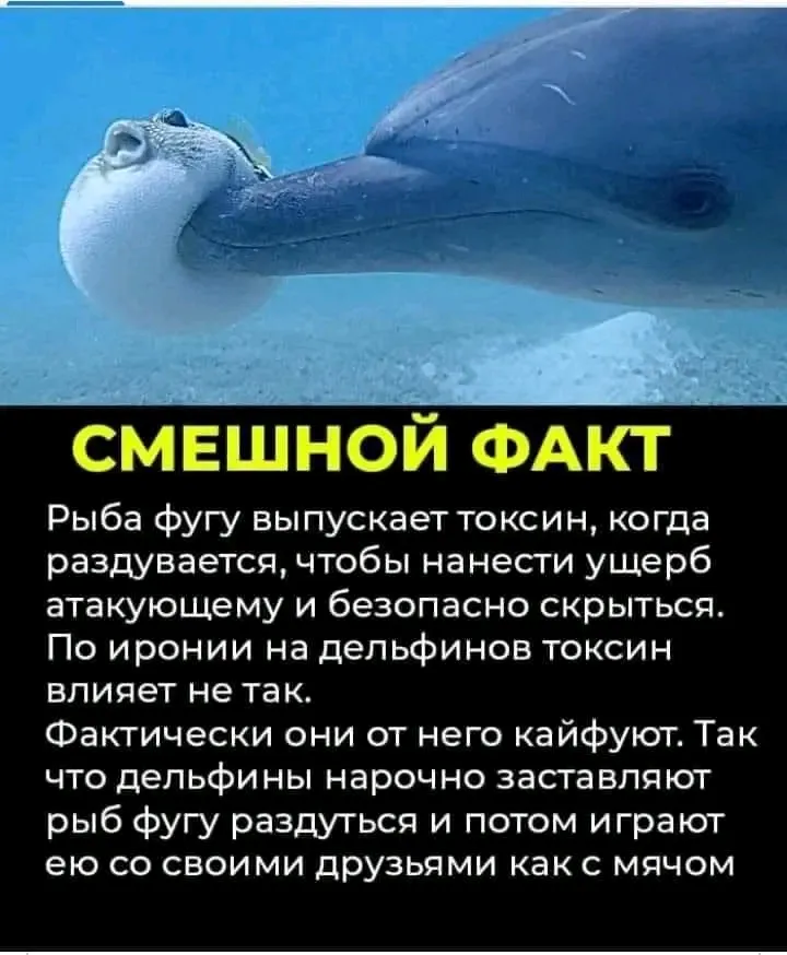 Фуги и дельфины)  #1