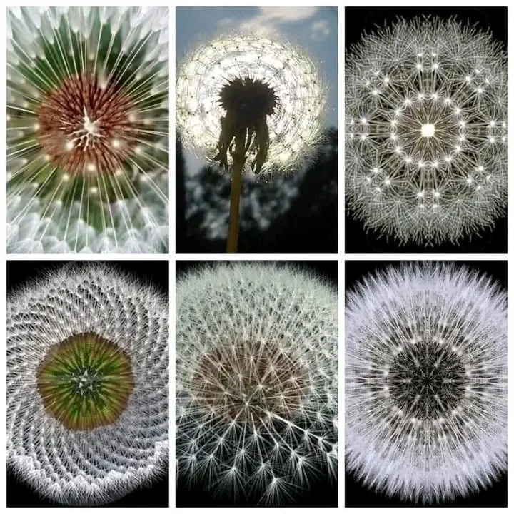 Dandelion  Одуванчик #2
