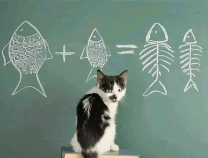 Великий математик) 🐈🐾 #1