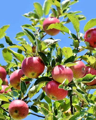 Осень🍂 Яблоки🍎 #2