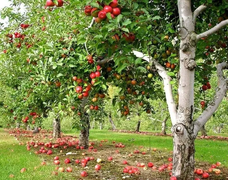 Осень🍂 Яблоки🍎 #3