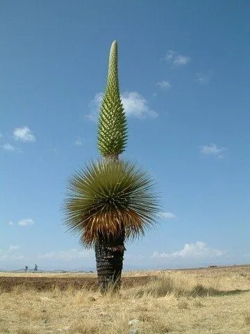 Puya raimondii