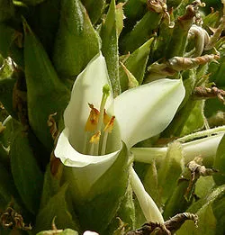 Один из многочисленных цветков гигантского соцветия Puya raimondii