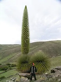  Puya raimondii