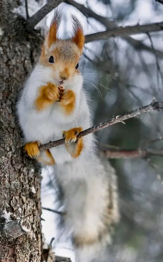 Белочка в белом)🐿 #1