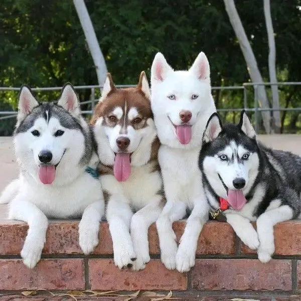 Красавцы 🐕🐕🐕🐕 #1