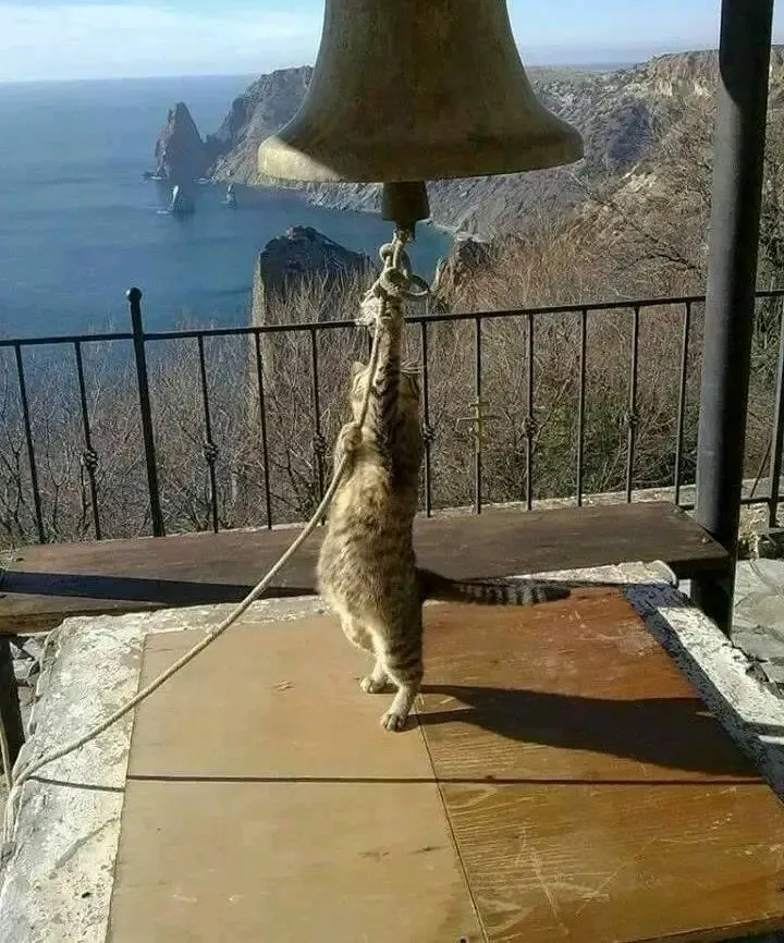 Звонарь🐈🔔 #1