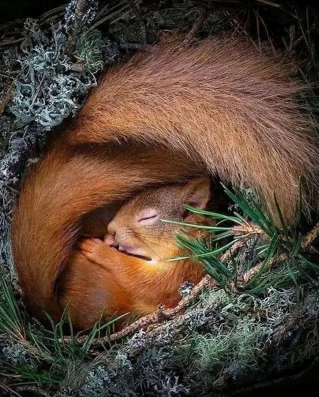 🐿 #2