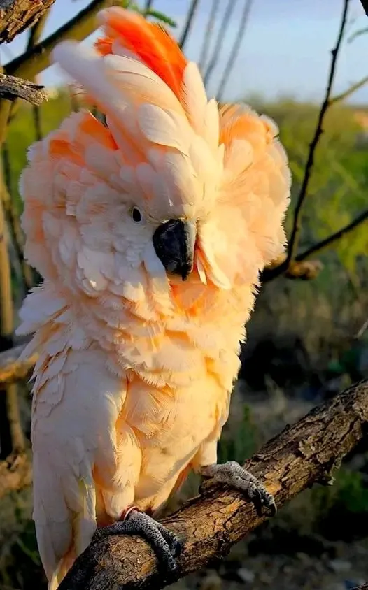 Красавец 🦜 #1