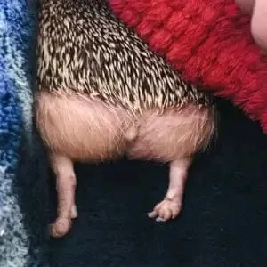 Федя 🦔 #2