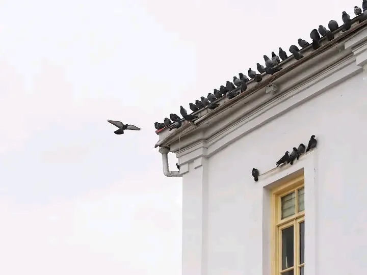 Утренняя перекличка 🐦 #1