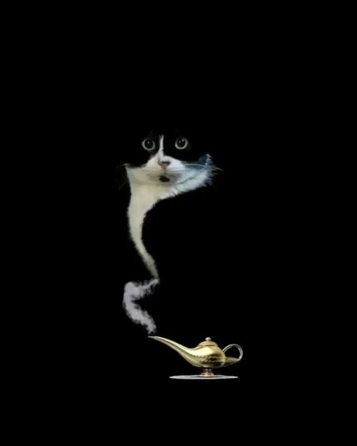 Исполнитель желаний🐈 #1