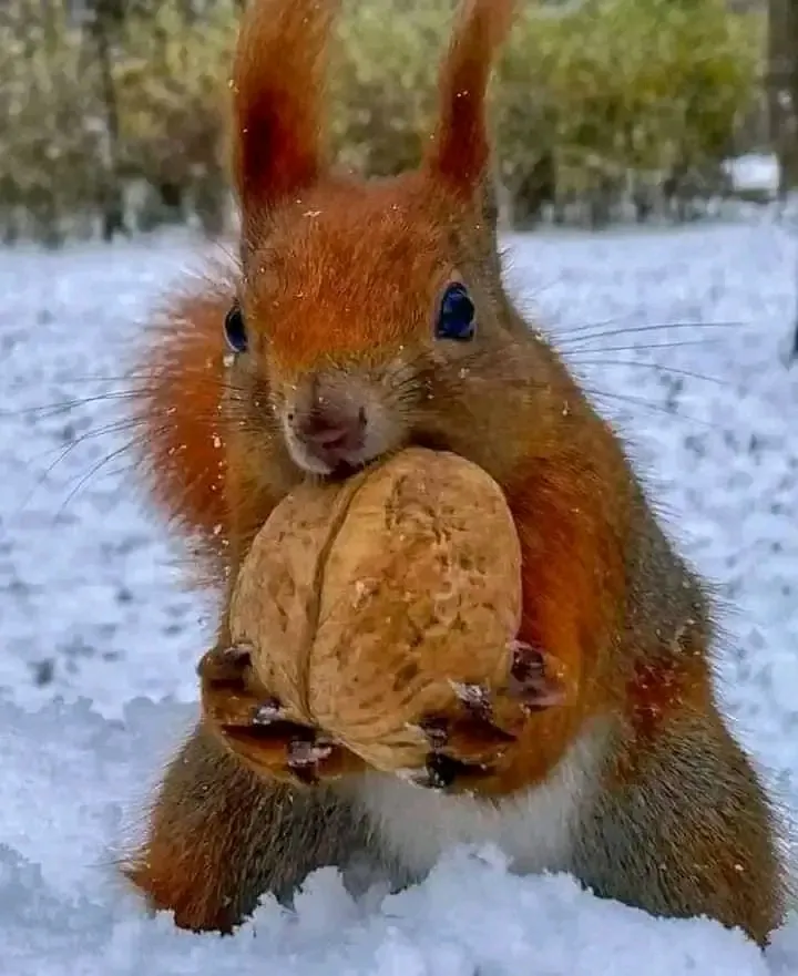 🐿 #2