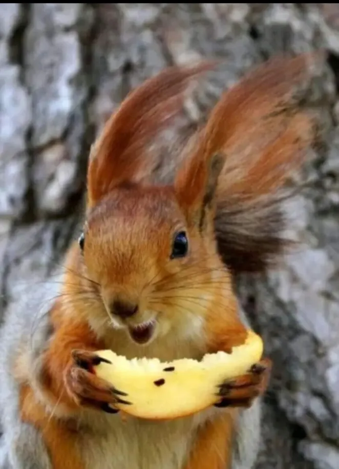 🐿 #3