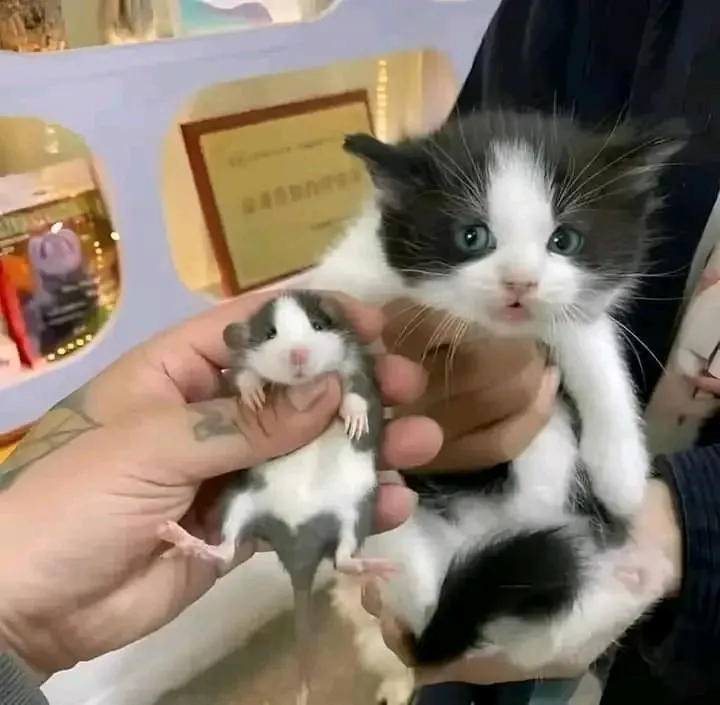 Том и Джерри😼🐭 #1