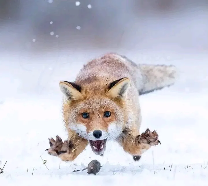 🦊 #2