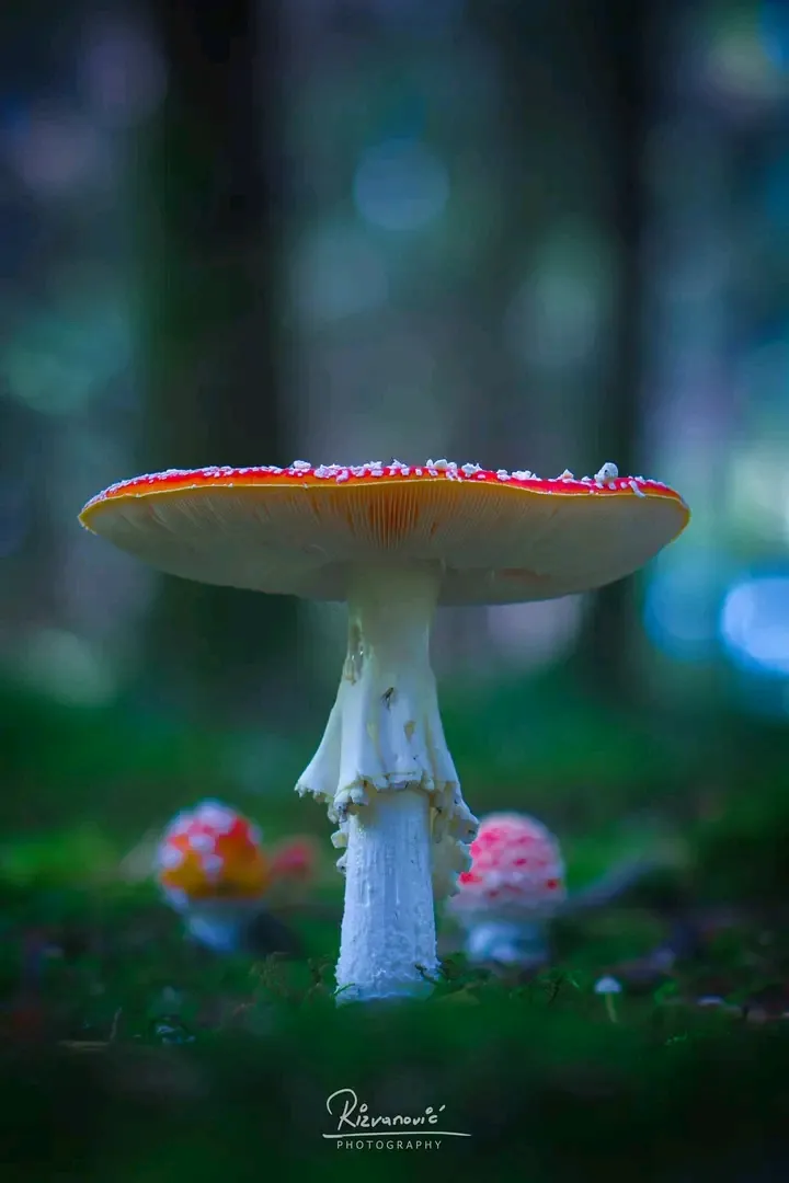 А. Ризванович. Фотошедевры.  #2