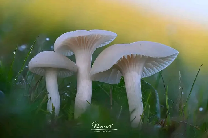 А. Ризванович. Фотошедевры.  #3